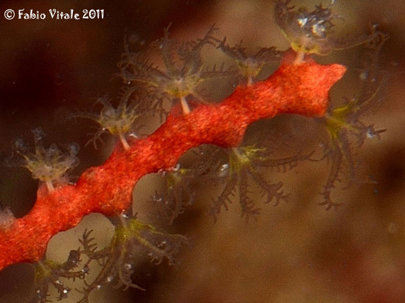 Leptogorgia sarmentosa